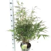 ohgreen Fargesia robusta formidable p23 niet woekerende bamboe