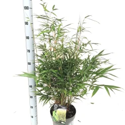 ohgreen Fargesia robusta formidable p23 niet woekerende bamboe