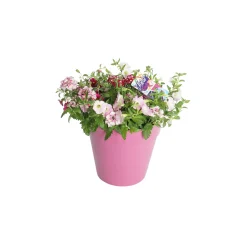 ohgreen Festival kleuren in pot Aqua-Easy