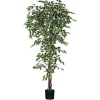 ohgreen Ficus bont in plastic pot - h210xd100cm