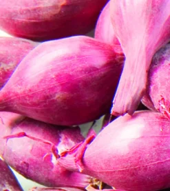 ohgreen Franse plantsjalot mikor 15/40 500g