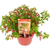 ohgreen Fuchsia Chilli Red