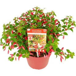 ohgreen Fuchsia Chilli Red