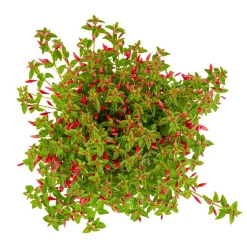 ohgreen Fuchsia Chilli Red