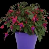 ohgreen Fuchsia staand p19 h20