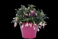 ohgreen Fuchsia staand p19 h20