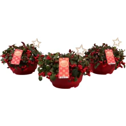 ohgreen Gaultheria procumbens ( Bergthee )