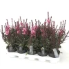 ohgreen Gaura of prachtkaars p12 h25