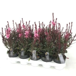 ohgreen Gaura of prachtkaars p12 h25
