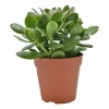 ohgreen Geldboom ( Crassula Ovata sunset )