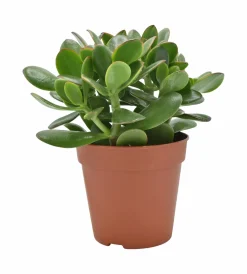 ohgreen Geldboom ( Crassula Ovata sunset )