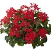 ohgreen Geranium hang p12