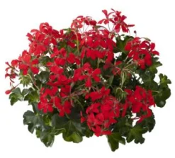 ohgreen Geranium hang p12