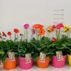 ohgreen Gerbera garvinea p19