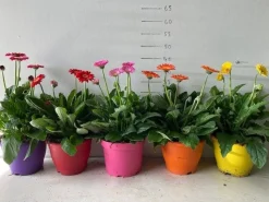 ohgreen Gerbera garvinea p19