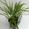ohgreen Hakonechloa macra ( Hakonegras )