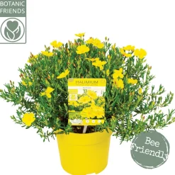 ohgreen Halimium april sun p17 h30