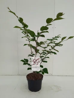 ohgreen Hamamelis intermedia Feuerzauber ( Toverhazelaar )