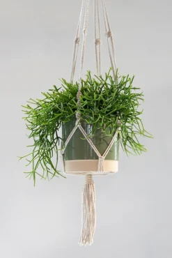 ohgreen Hanger Stitt