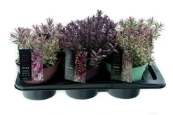 ohgreen Hebe p17 h25