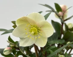 ohgreen Helleborus in varieteiten