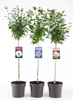 ohgreen Hibiscus syriacus of tuinhibiscus mix stam p21 h115
