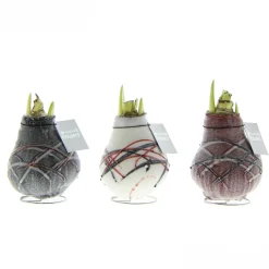 ohgreen Hippeastrum Waxz Art v Gogh