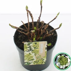 ohgreen Hortensia blue diamond p17