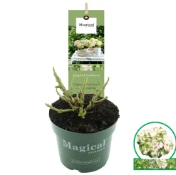 ohgreen Hortensia magical p17