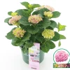 ohgreen Hortensia magical revolution roze p23