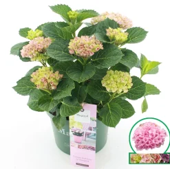 ohgreen Hortensia magical revolution roze p23