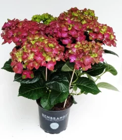 ohgreen Hortensia rembrand rood p15 h40