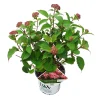 ohgreen Hortensia "ruby annabelle"
