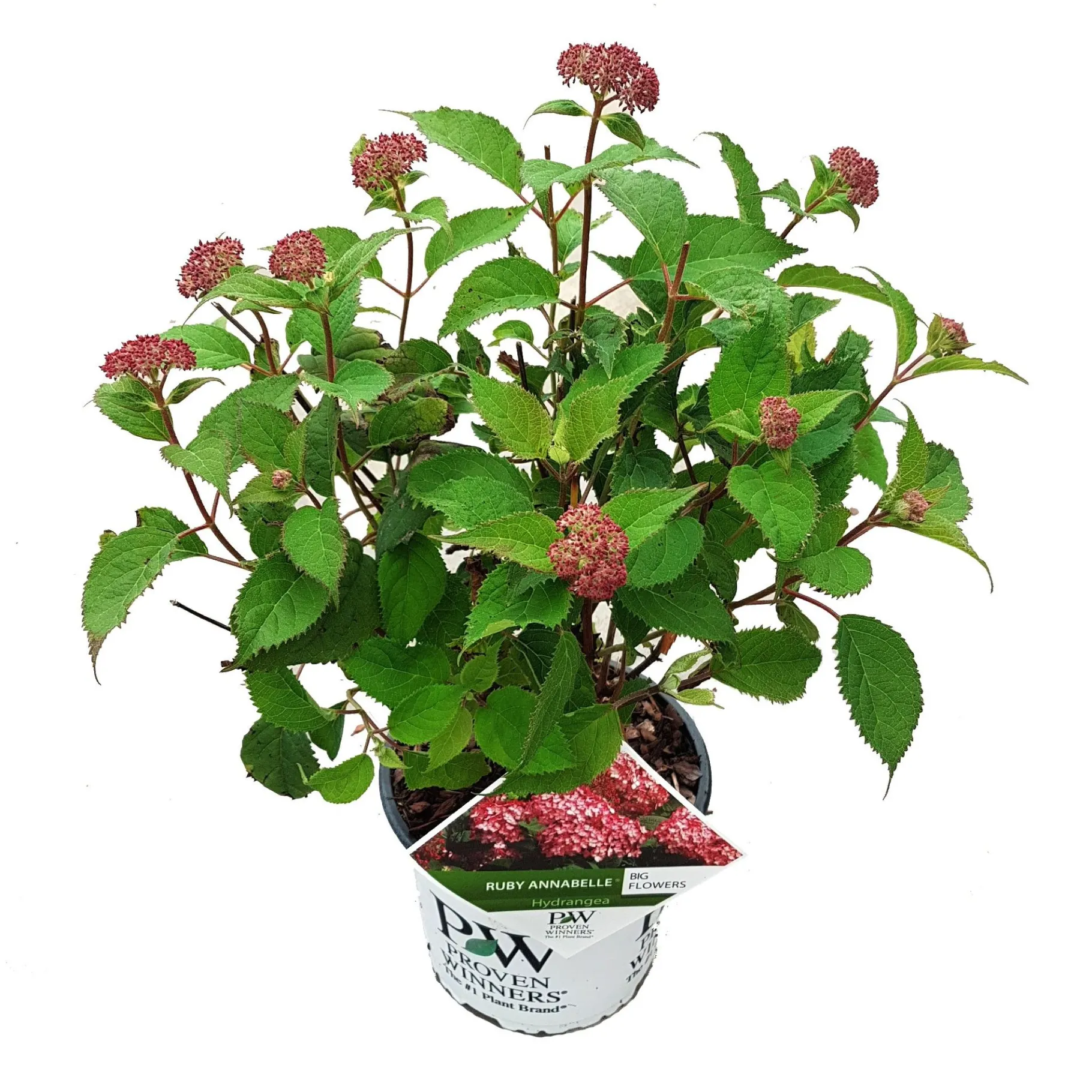 ohgreen Hortensia "ruby annabelle"