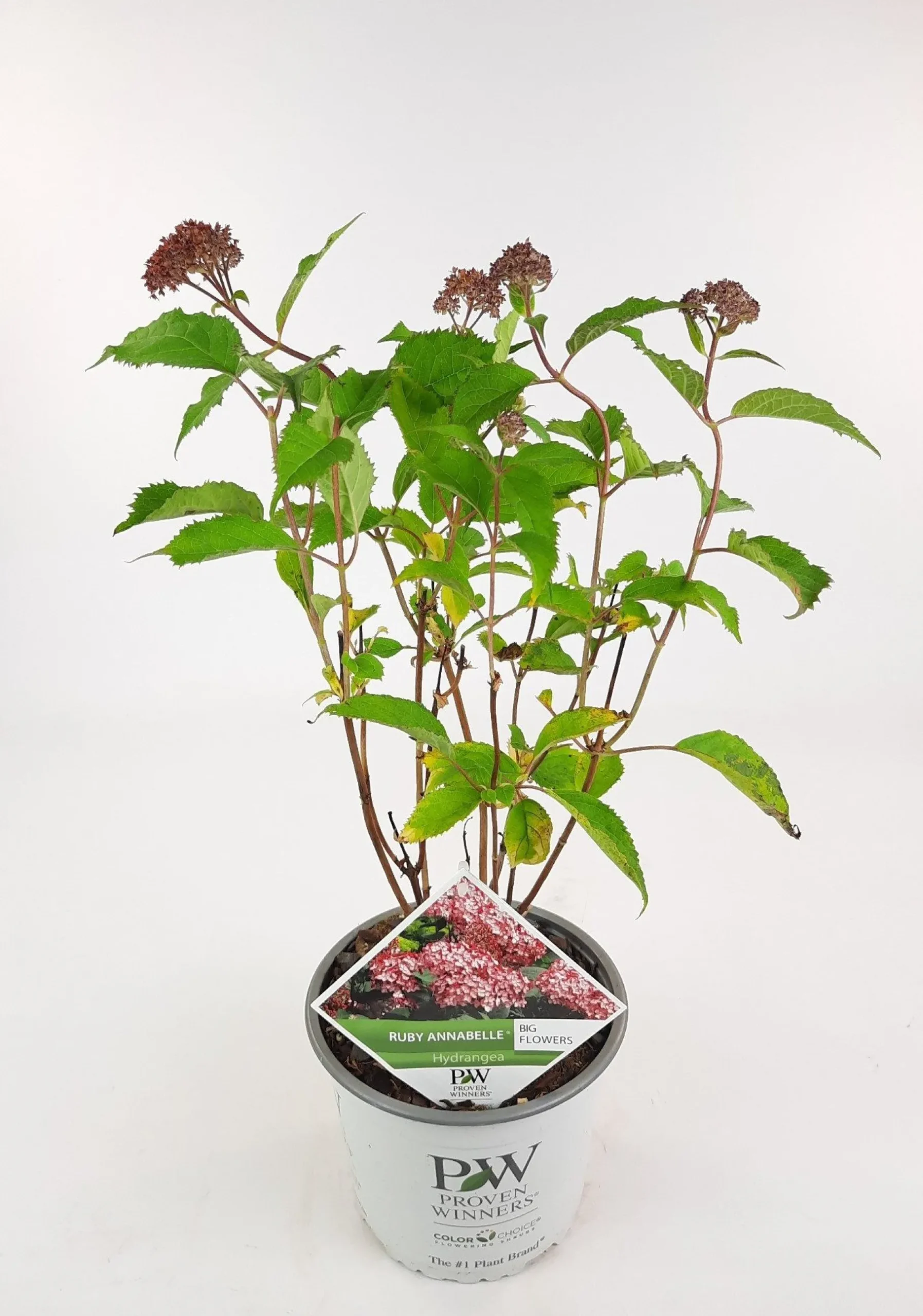 ohgreen Hortensia "ruby annabelle"