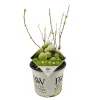 ohgreen Hortensia strong annabelle p19 h45 sterke takken, die rechtop blijven