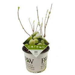 ohgreen Hortensia strong annabelle p19 h45 sterke takken, die rechtop blijven