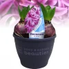 ohgreen Hyacinthus orientalis purple