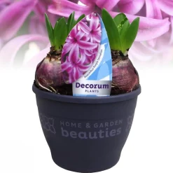 ohgreen Hyacinthus orientalis purple