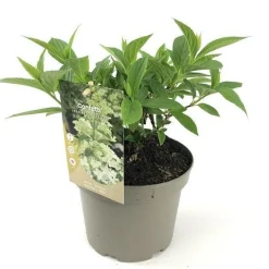 ohgreen Hydrangea confetti