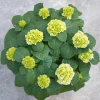 ohgreen Hydrangea macrohylla ( Hortensia )