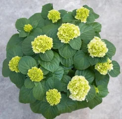 ohgreen Hydrangea macrohylla ( Hortensia )