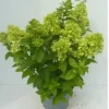 ohgreen Hydrangea paniculata