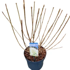 ohgreen Hydrangea paniculata 'Limelight'