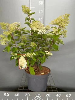 ohgreen Hydrangea paniculata 'Phantom'