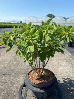 ohgreen Hydrangea paniculata 'Phantom'