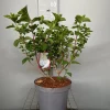 ohgreen Hydrangea paniculata 'Silver Dollar'