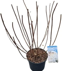 ohgreen Hydrangea paniculata 'Silver Dollar'