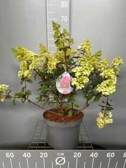 ohgreen Hydrangea paniculata 'Sundae Fraise'