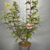 ohgreen Hydrangea paniculata 'Vanille Fraise'